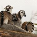 Lemurja sta se v živalskem vrtu očitno izredno dolgočasila. (Foto: Shutterstock)