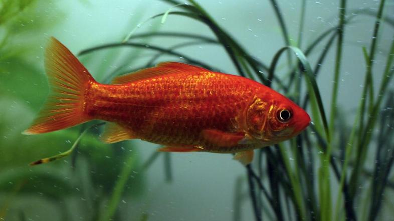 Fotografija je simbolična. (Foto: Shutterstock)