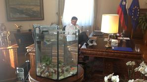 Zlata ribica Boruta Pahorja Princeska I.