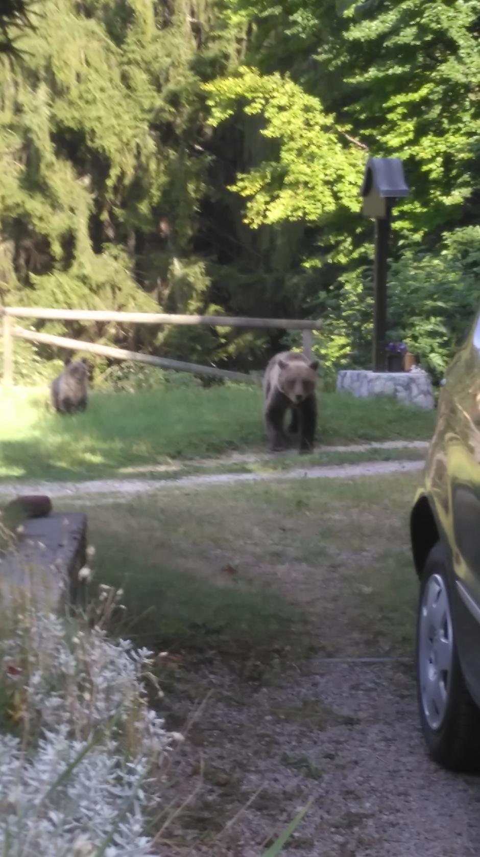 Medved | Avtor: Dejan Avbelj