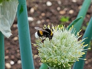 čmrlj, žuželka, vrt, narava, kmetijstvo