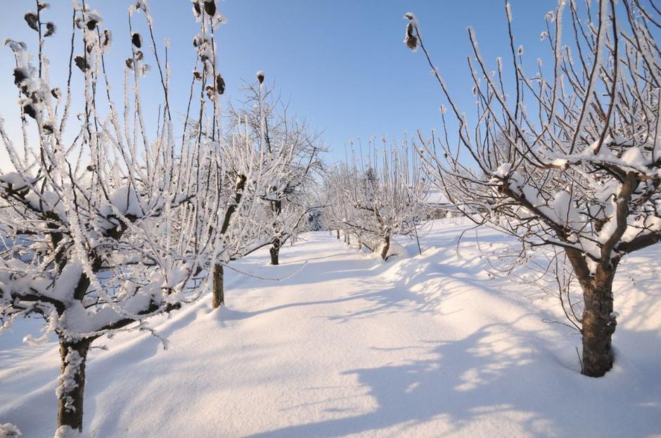 sadovnjak zima | Avtor: Profimedias