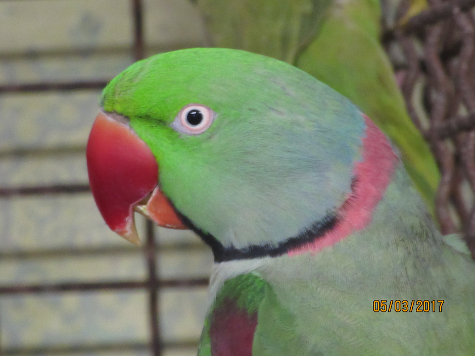 Veliki aleksander | Avtor: Alojz Osterman