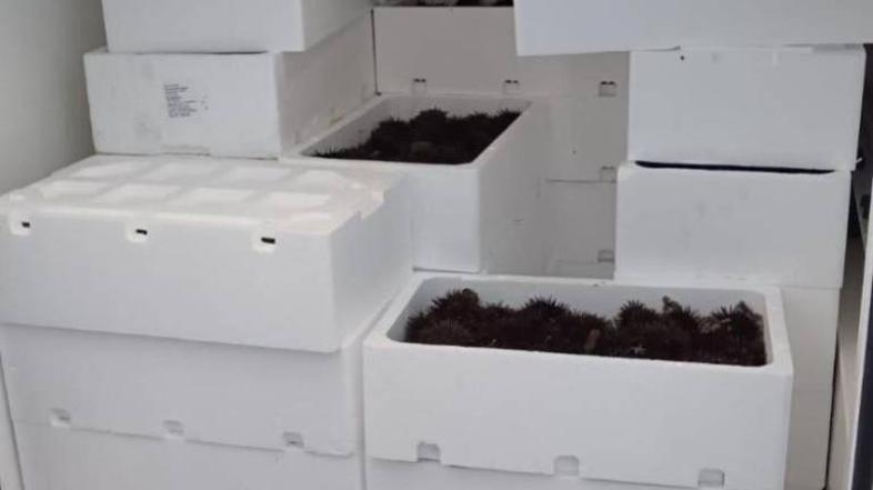 Nenavadna najdba na mejnem prehodu z Italijo