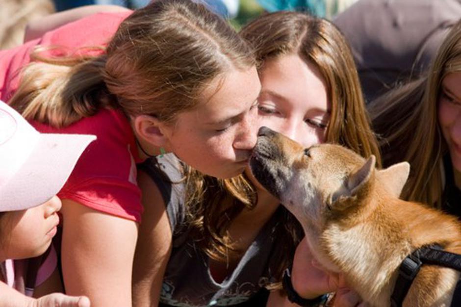 Novogvinejski dingo | Avtor: Profimedias