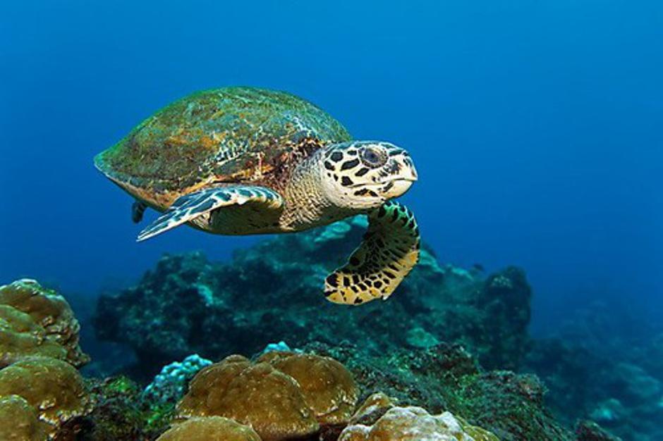 Caretta caretta | Avtor: Profimedias