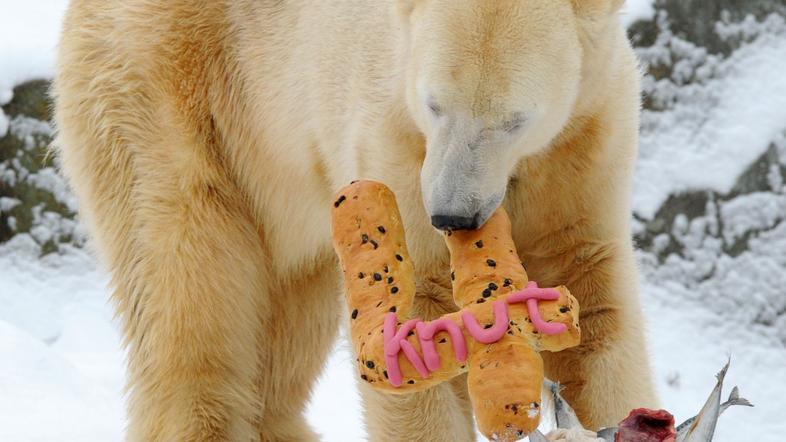 Knut