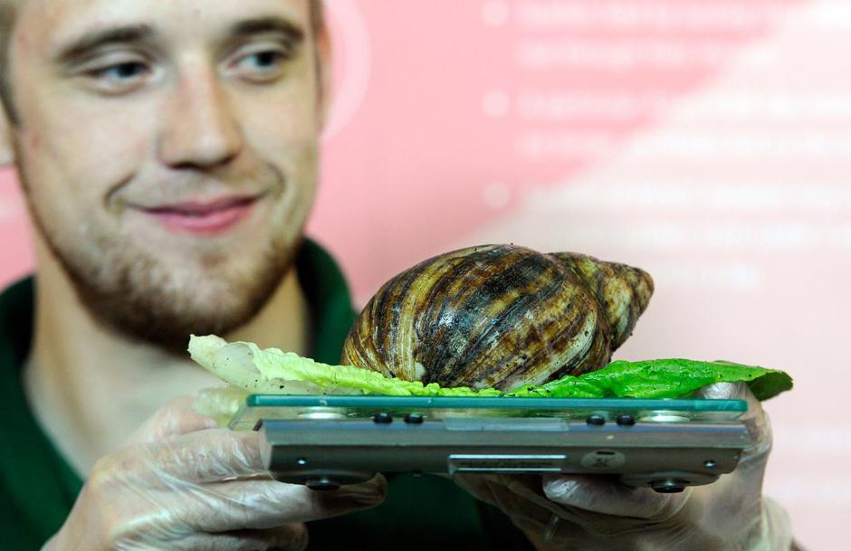 Orjaški afriški polž | Avtor: EPA