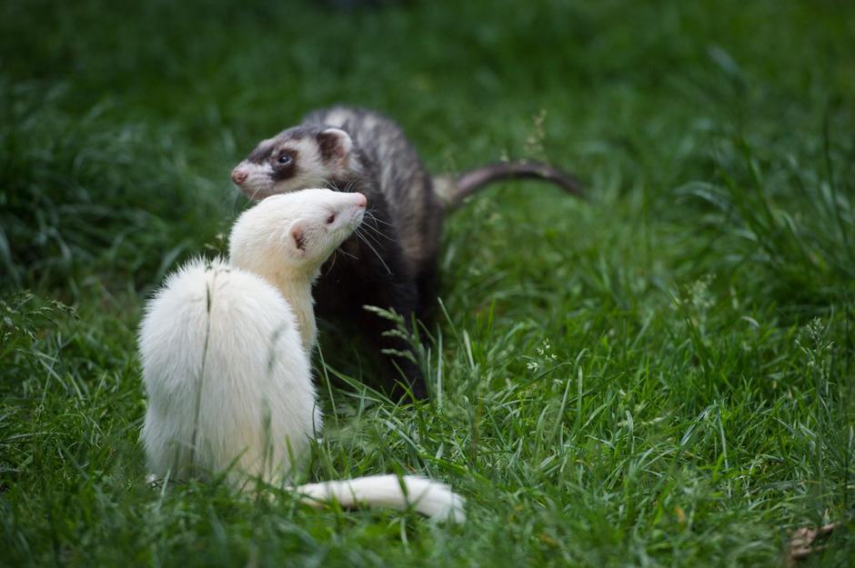 dihur | Avtor: Anže Petkovšek