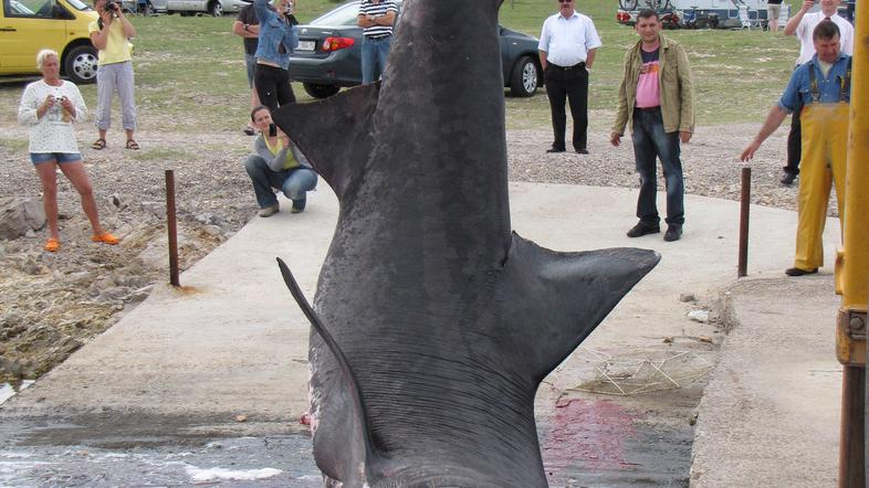 Fotografijo tega morskega psa nam je z otoka Krk poslal naš bralec. (Foto: brale