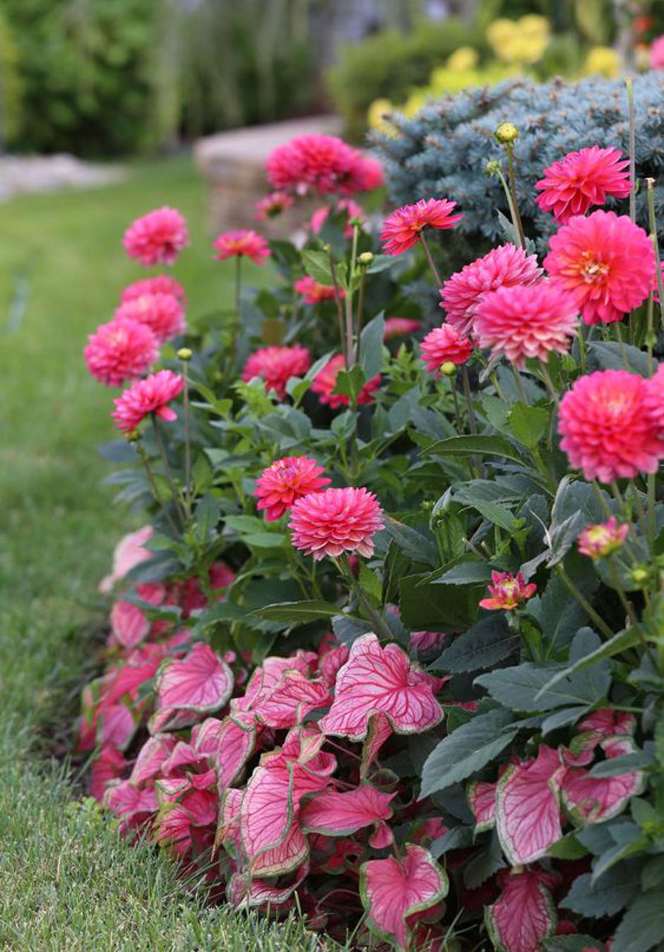 dalija | Avtor: Pinterest