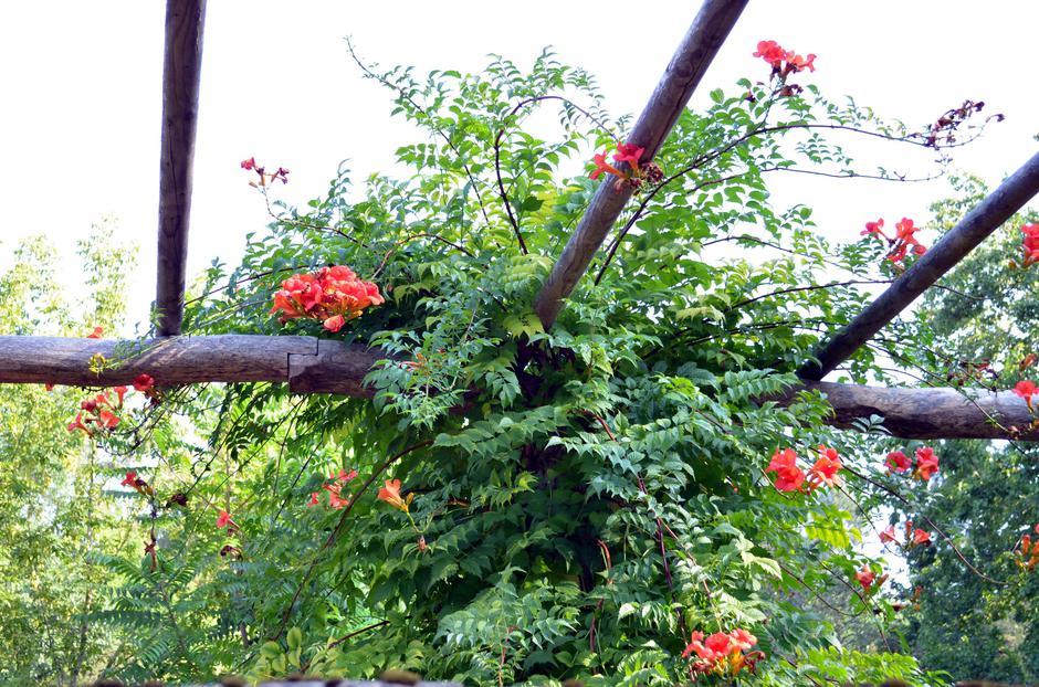 jasminova troblja | Avtor: Profimedia