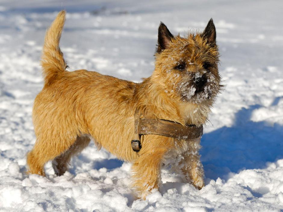 Cairnski terier | Avtor: Žurnal24 main