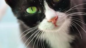 Kolikokrat na dan jo nahranite? (Foto: Shutterstock)