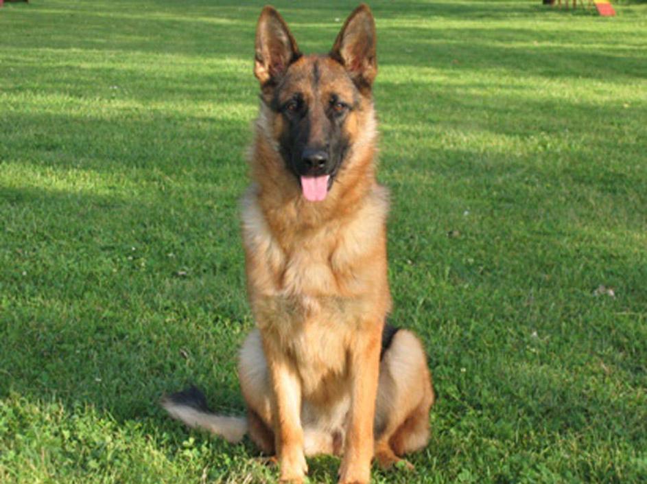 Nemški ovčar, prijazen