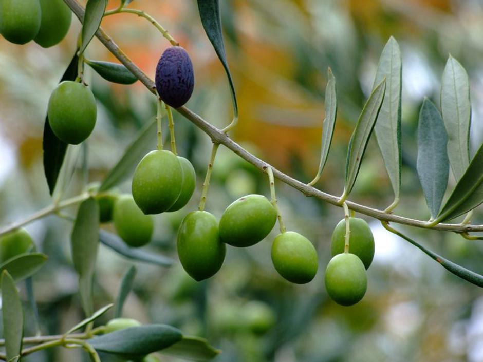 Oljčno olje Morgan | Avtor: Osebni arhiv J. F. Morgana