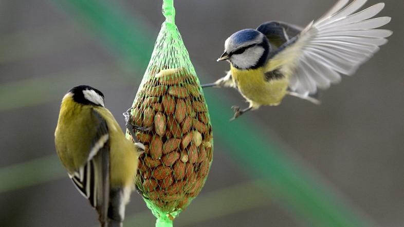 velika sinica (Parus major)