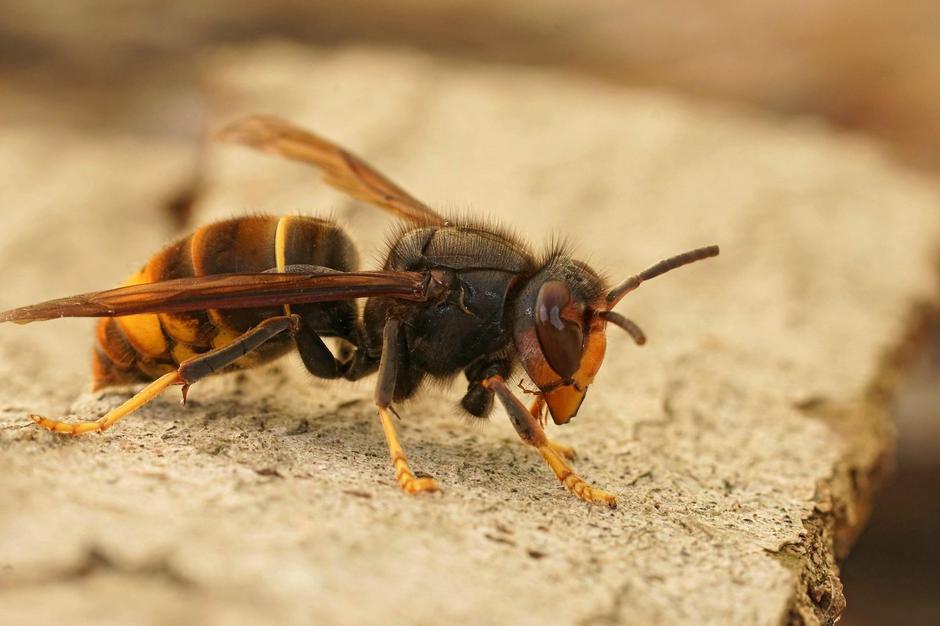 Azijski sršen | Avtor: Profimedia