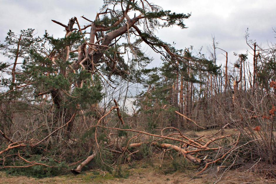 Gozd v okolici Postojne | Avtor: Nenad Bebić