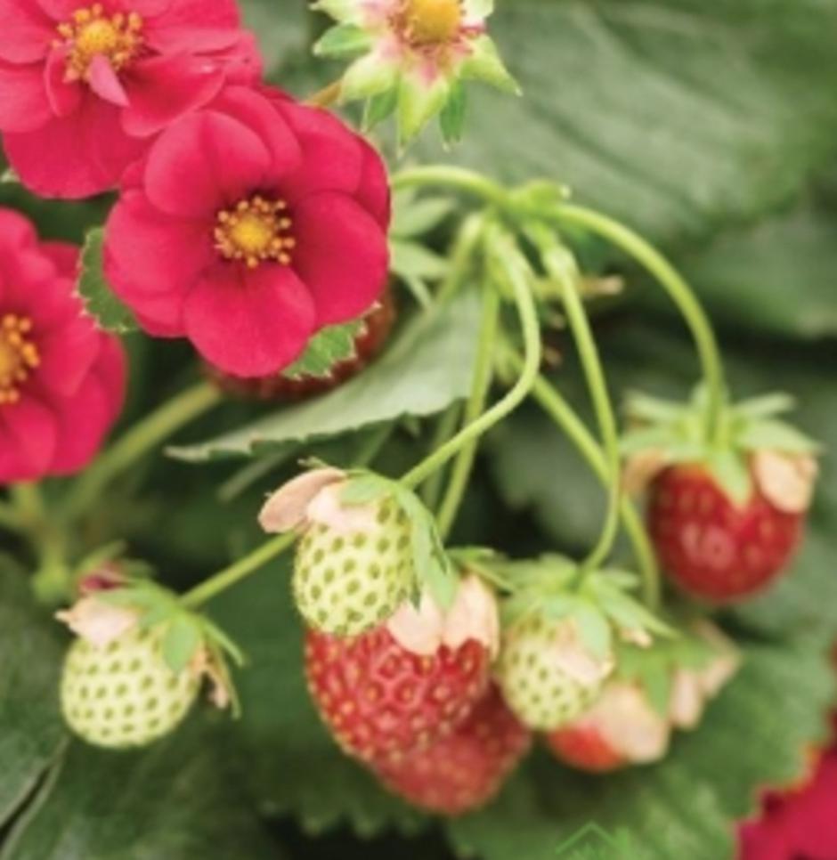 Summer breeze rose jagoda | Avtor: Sadika na dom