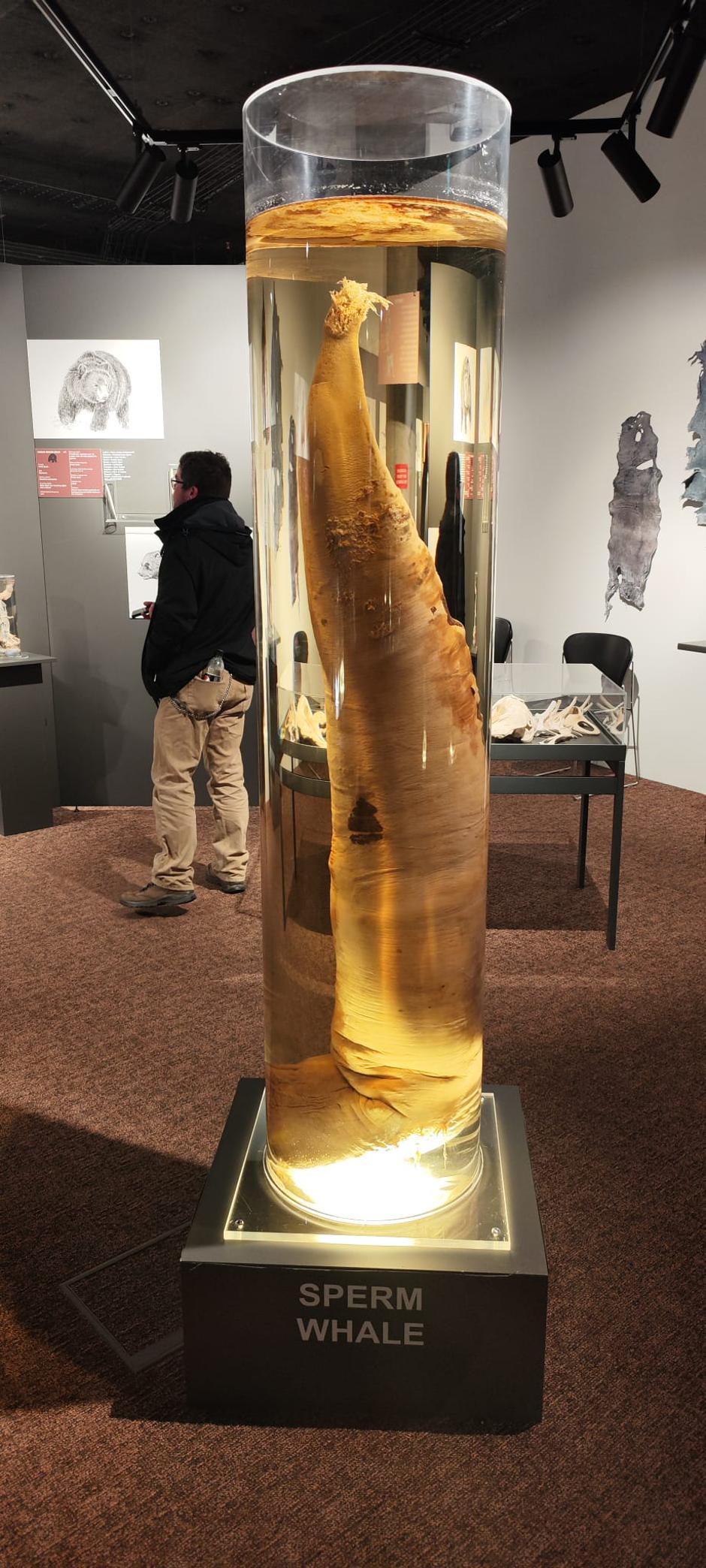 Islandija | Avtor: Žurnal24/Nina Šprohar