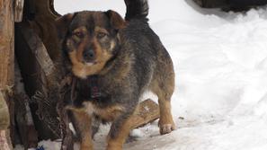 Pes na verigi, pa še to kratki, je po dolenjskih vaseh še vedno vsakdanji prizor