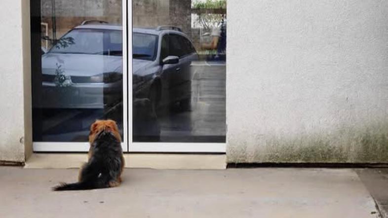 pes klinika Srce za nju