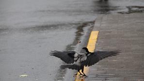 vreme jesen dež oblačnost ptica