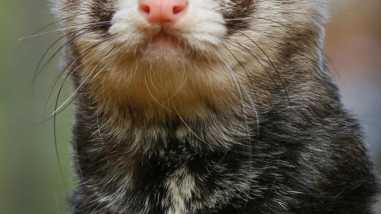 Dihurčki niso živali za opazovanje skozi kletko. Želijo se tudi družiti in igrat