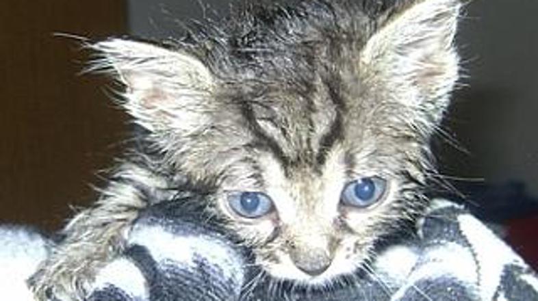 Mokra muca je prepričala največ obiskovalcev portala.