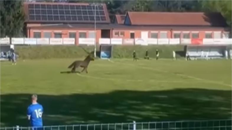 Konj na nogometnem igrišču