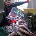 Ligenj vrste Mesonychoteuthis hamiltoni je bil ujet februarja leta 2007 v morju 