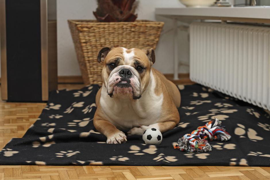 Angleški buldog | Avtor: Profimedia