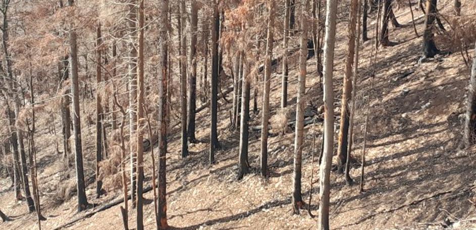 Potoška gora, gozd, obletnica požara, Preddvor