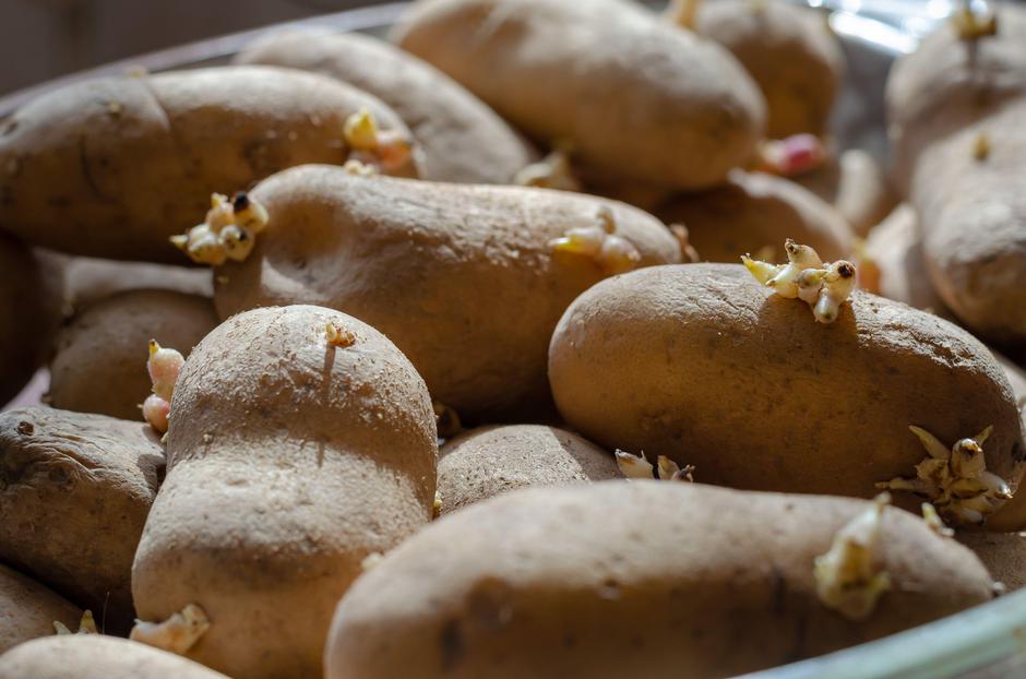 semenski krompir | Avtor: Profimedia