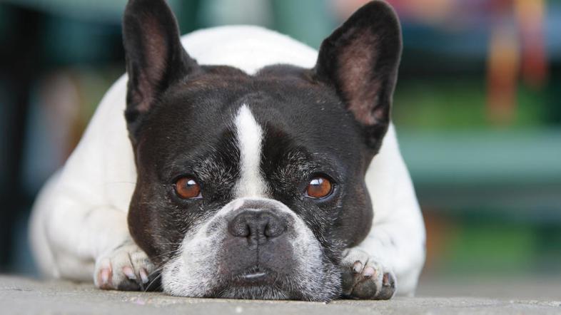 Kratkodlake pasme so na mraz občutljivejše, zato jih dodatno zaščitite. (Foto: S