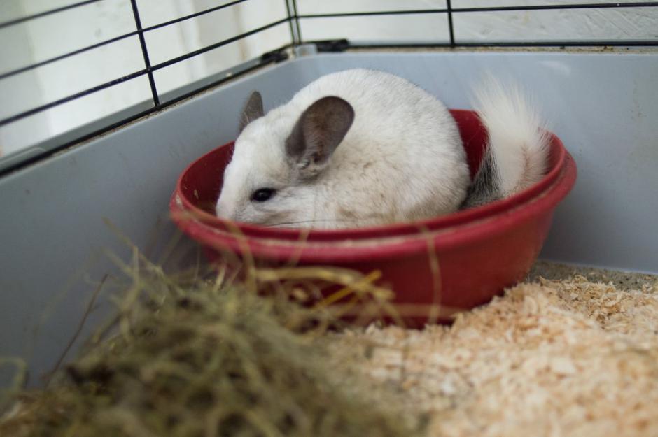 činčila | Avtor: Anže Petkovšek