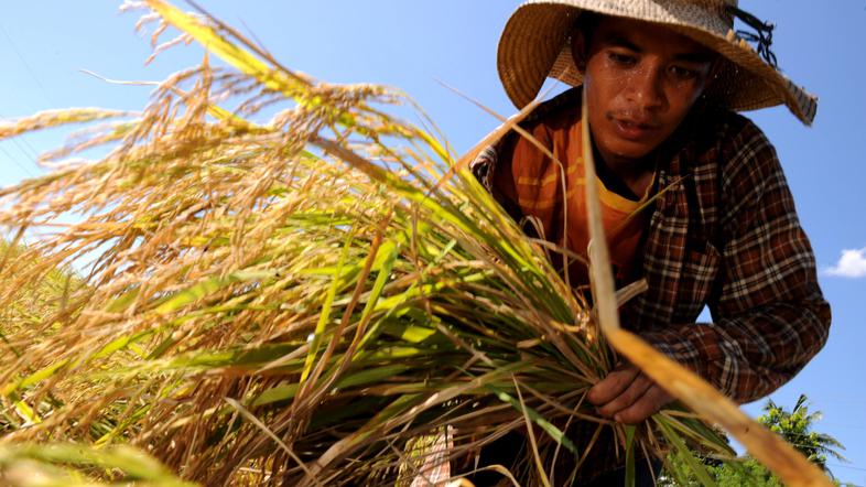 Riž je bil usoden za osem ljudi. (Foto: AFP)