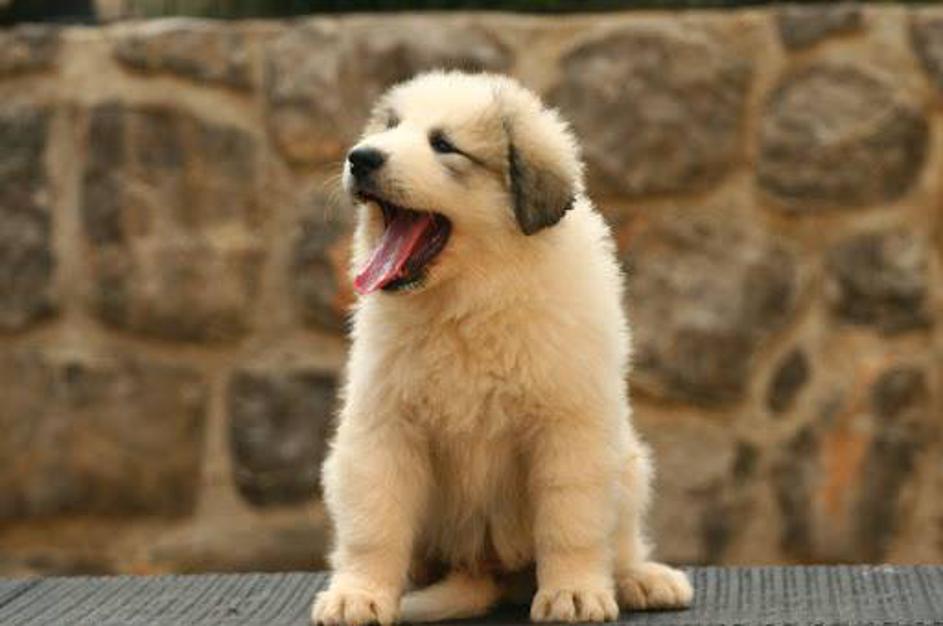 Pirenejski planinski pes