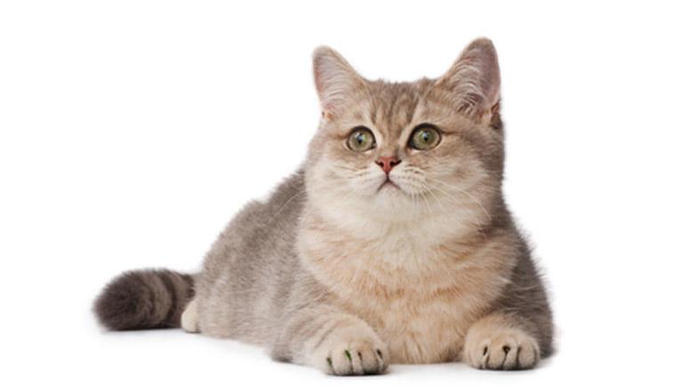 Mačke, ki živijo v zaprtih prostorih z ljudmi, so bolj izpostavljene okužbam. Fo