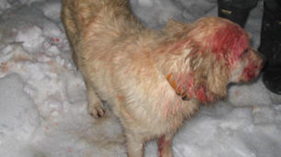 Junakinja Angel po pogumnem dejanju.