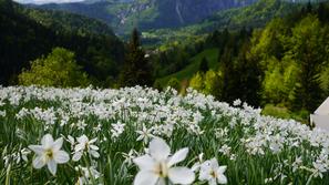 Scena 23.05.13, narcise, foto: marko seruga