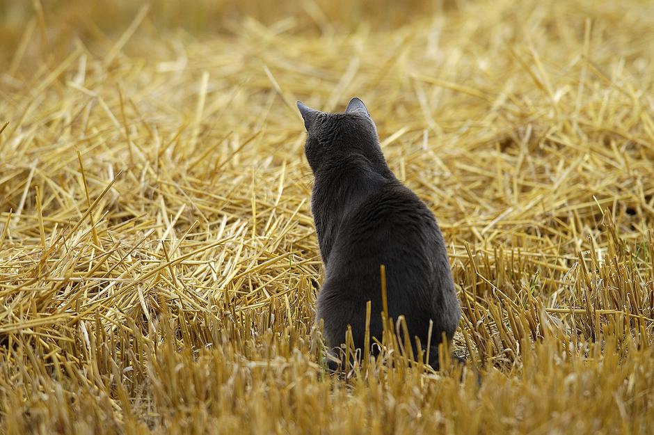 mačka čaka na voluharja | Avtor: Profimedia