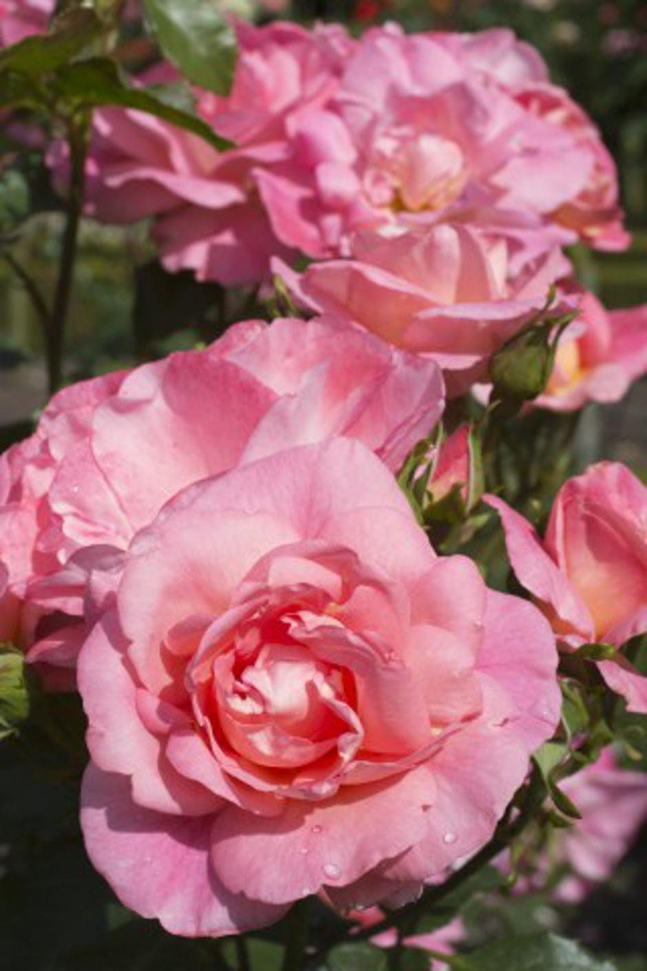 Vrtnica | Avtor: Profimedias