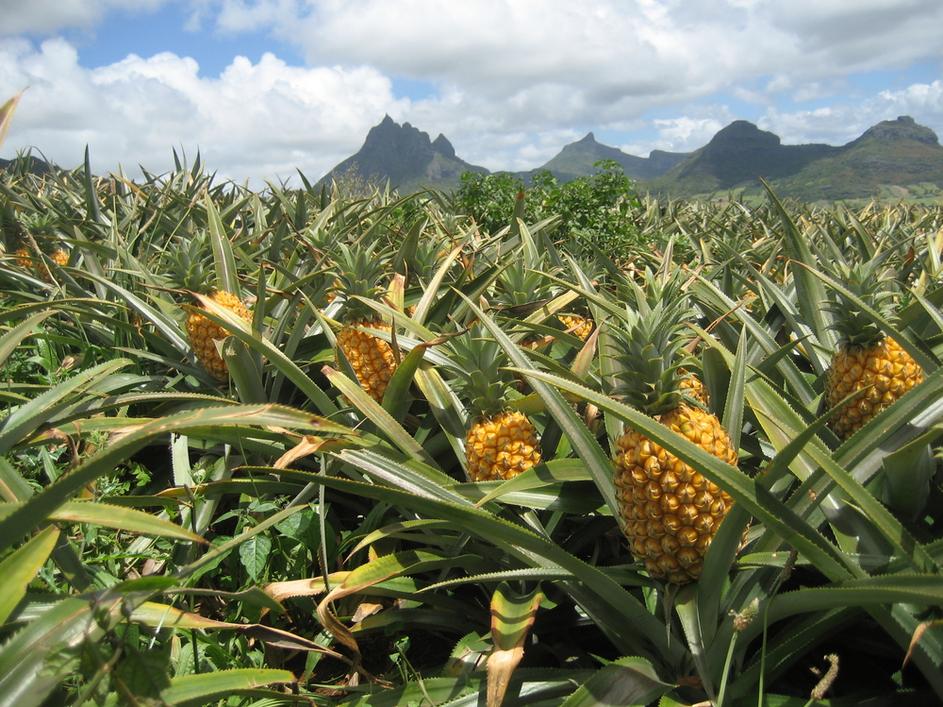 Mauritius