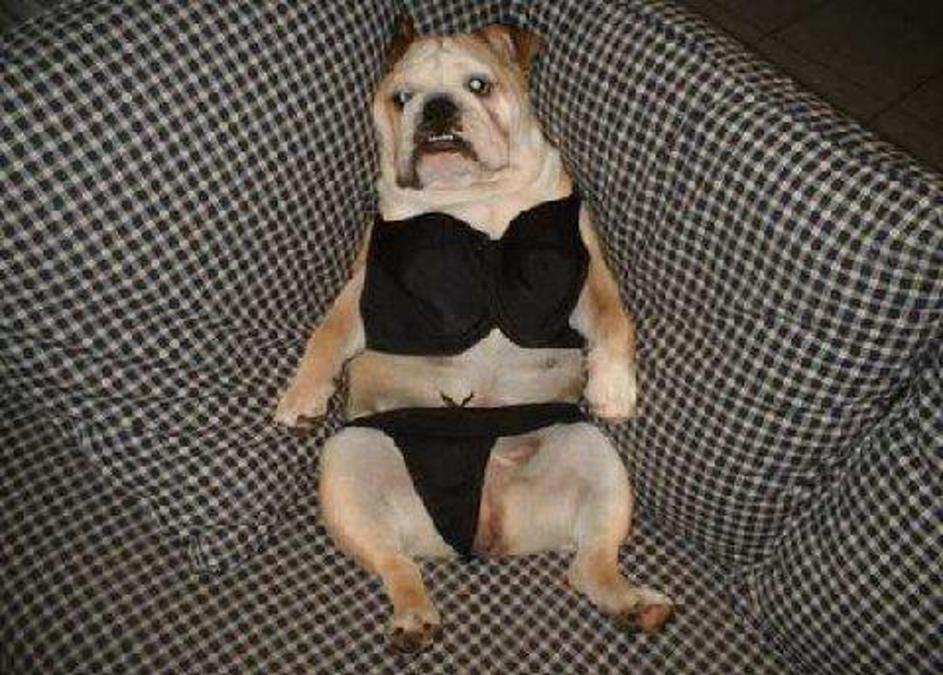 Pes