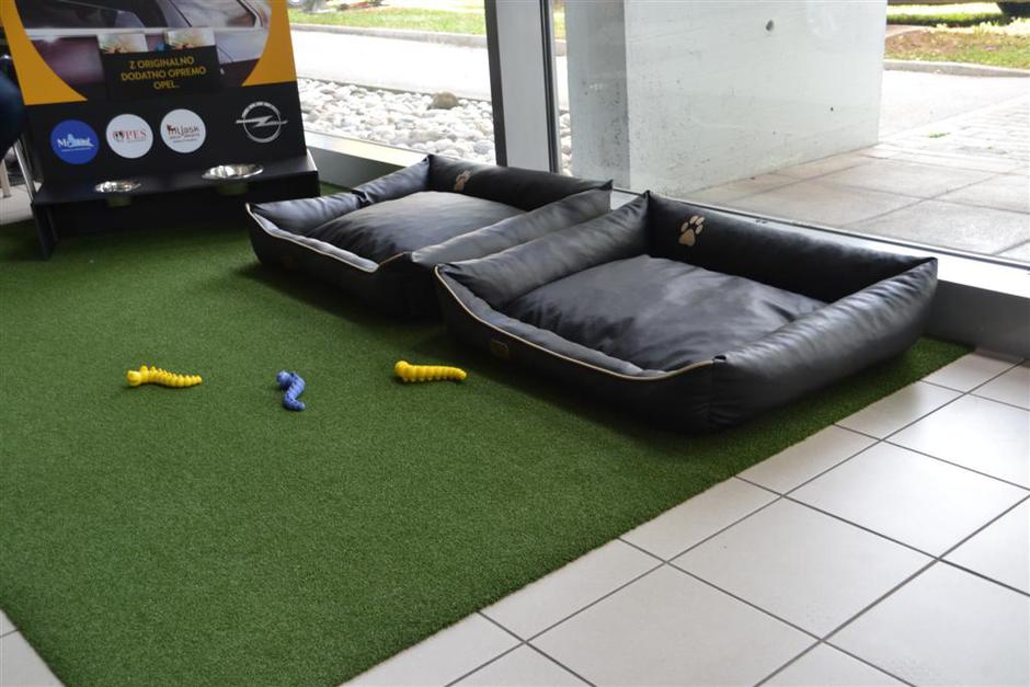 Pasji avtomobilski salon | Avtor: Gregor Prebil