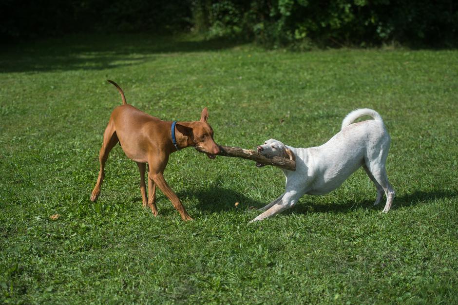 Pasji vrtec in hotel | Avtor: Anže Petkovšek
