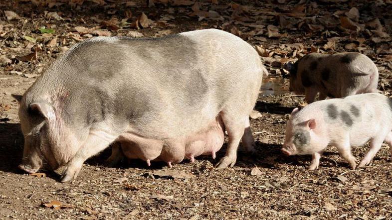 Živalski vrt vas pričakuje. (Foto: ZOO Ljubljana)