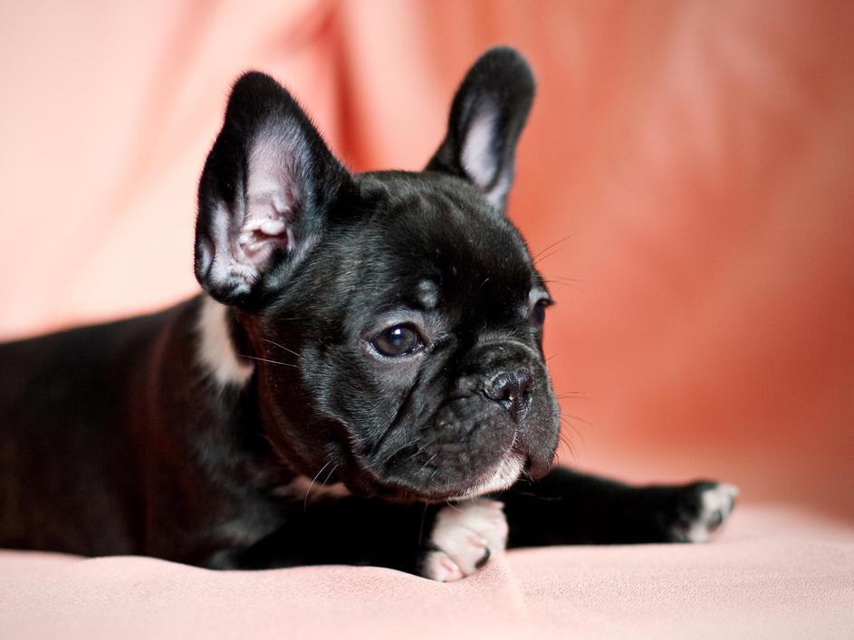 Prepričajte se, da ste odstranili glavico klopa, in kosmatinca opazujte še nekaj